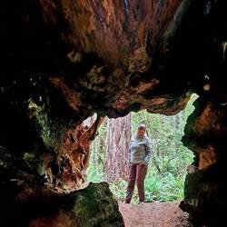 Trail durch den Redwood Wald