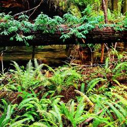 Da wächst neues Leben aus alten Stämmen