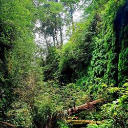 Fern Canyon