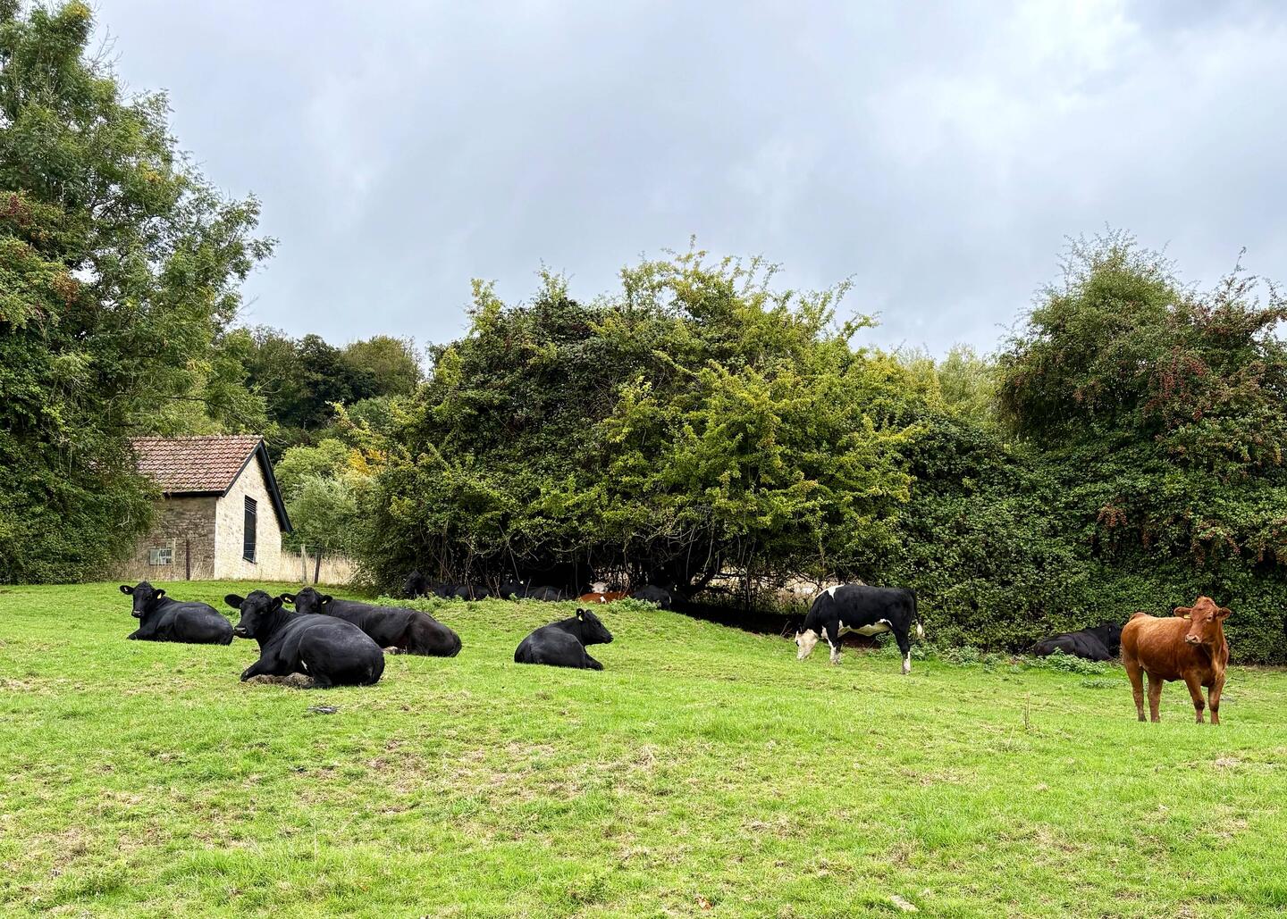 Cotswolds Common nature reserve