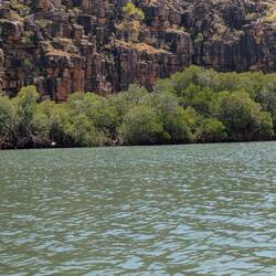 Mangroves below the cliffs