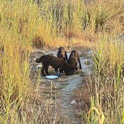 Chippo & Charly haben ihr Futter geteilt, unwissend 🙈