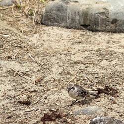 Galapagos Spottdrossel (frisst hier gerade Seelöwen Placenta)