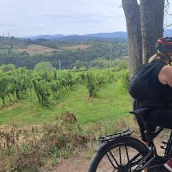 Tuscan vineyards