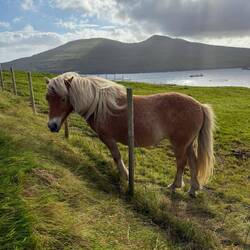 Cute horse on the hike up