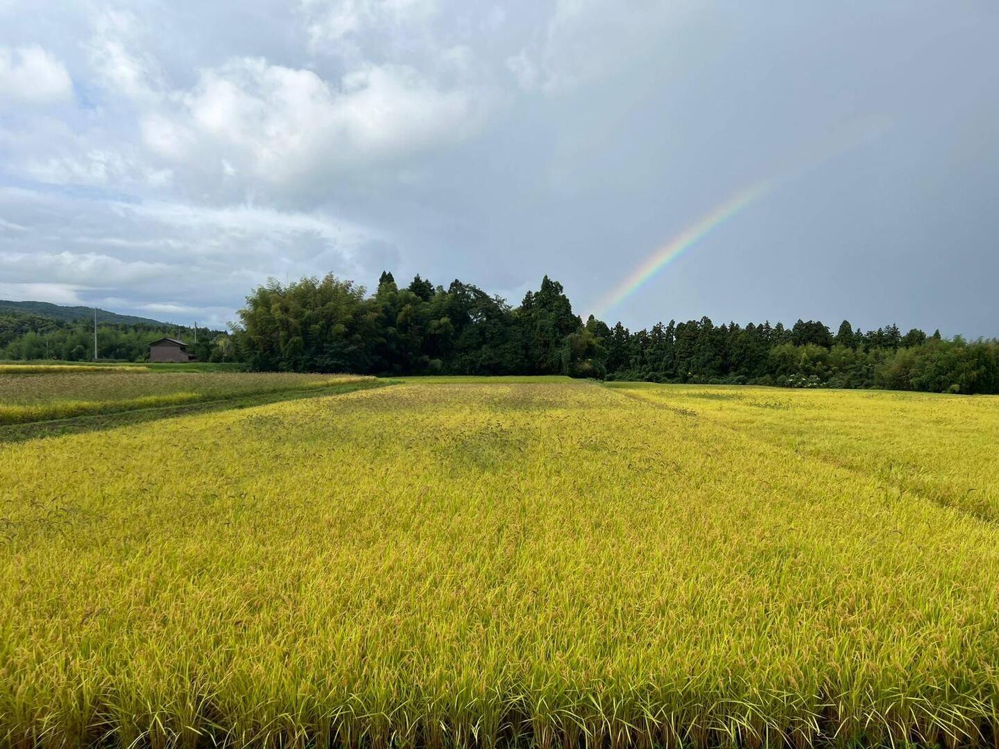 Regenbogen am Morgen