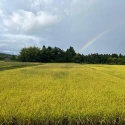 Regenbogen am Morgen