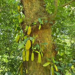 Jackfruit