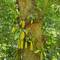 Jackfruit