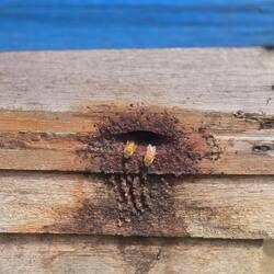 Bienen auf dem Weg zur Arbeit