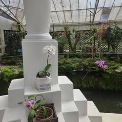 Im Orchideenhaus