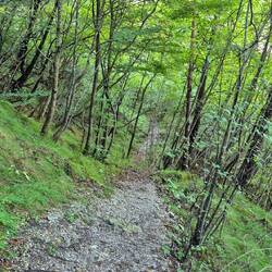 Hinzus geht es erhöht durch den Wald