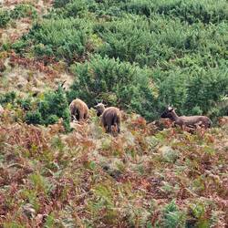 Die etwas scheuen Manx Loaghtan Schafe