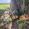 Such big mushrooms growing at the base of a huge beech tree!