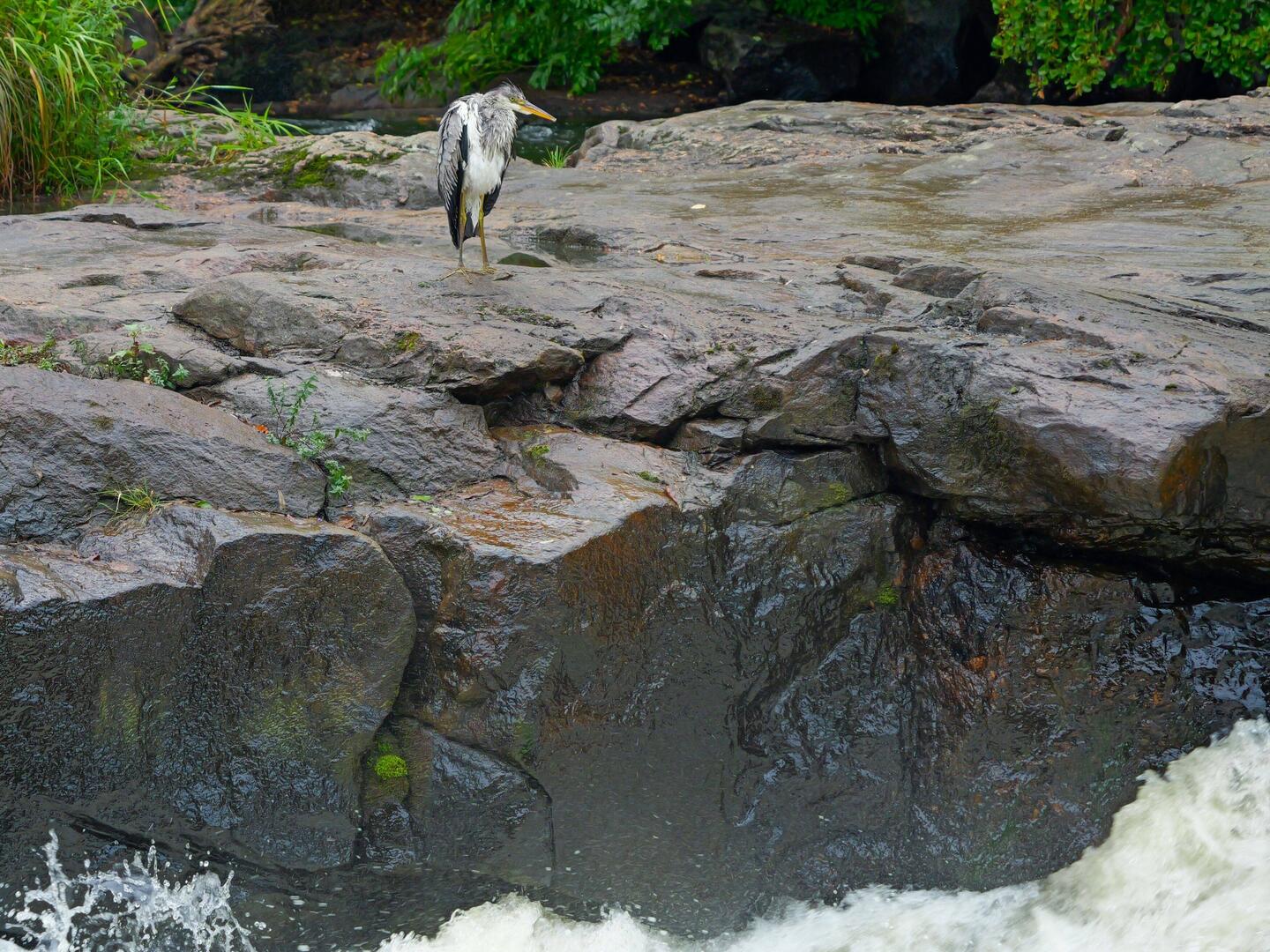 Waiting for Salmon