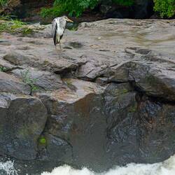 Waiting for Salmon