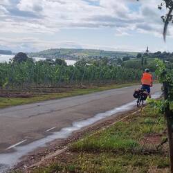 Und hier ging es durch die Rebberge