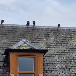 At least 40 ravens were sitting on this house
