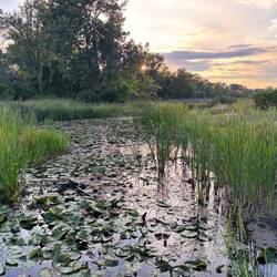 Water lilies by the beach