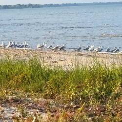 Gulls, not Sea Gulls.