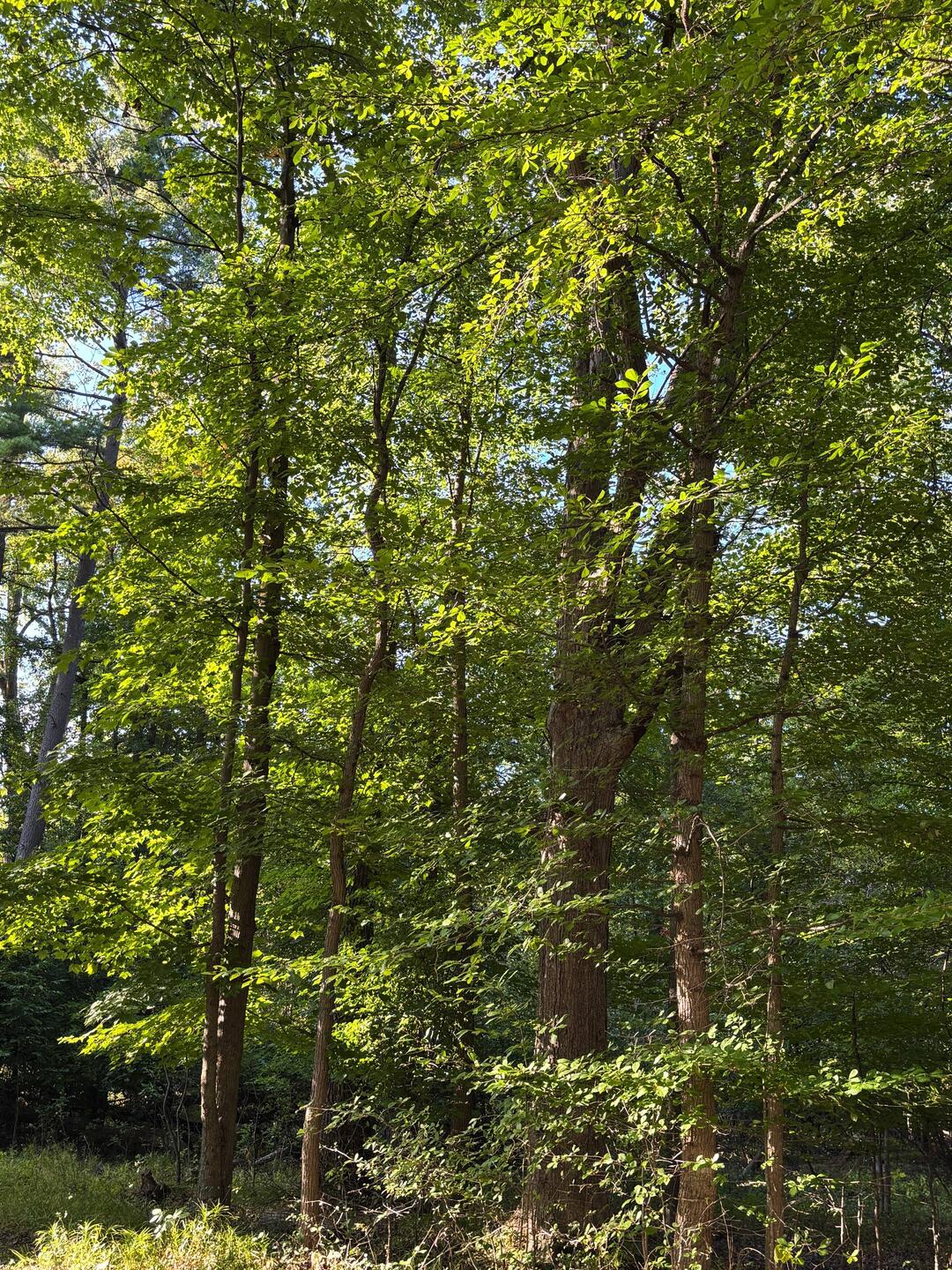 Most sites are heavily forested.