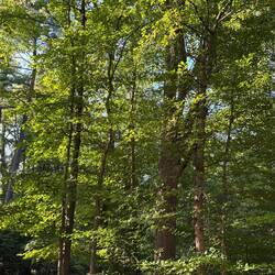 Most sites are heavily forested.