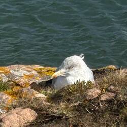 Ein Einheimischer 😯