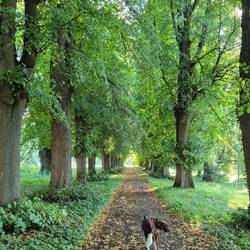 Wandern unter Linden