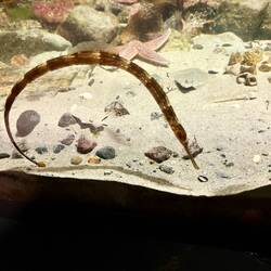 Greater pipe fish