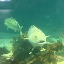 Cod