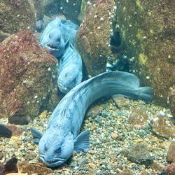 Atlantic Wolffish