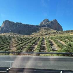 Always olive trees