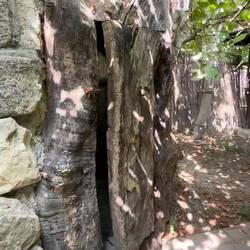 Inside the tree? A wine cellar!
