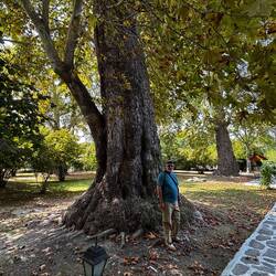 500 year old tree