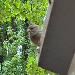 Die Spatzen waren sehr neugierig und frech