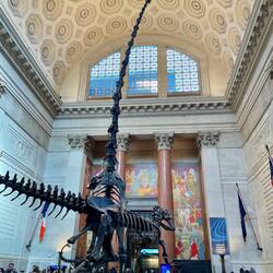 American Museum of Natural History
