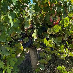 Back in grape (wine) country.