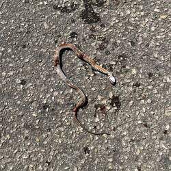 I said to the lady at the albergue "I hope none get inside". She said they only stay outside"