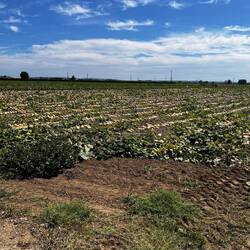 Looks like butternut squash.