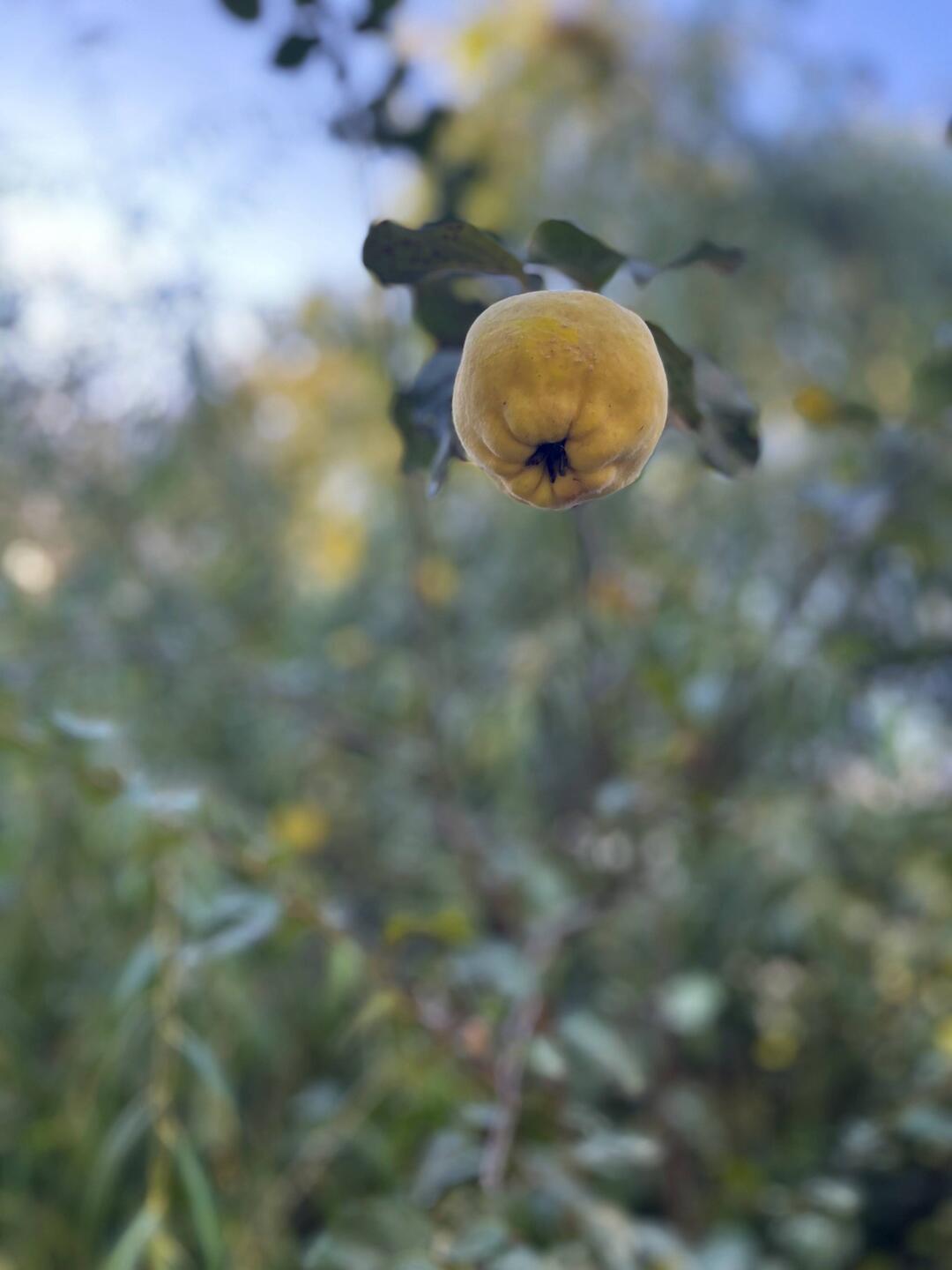 I don't know what this is. Looks like a lemon with a skin texture of a peach.