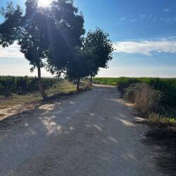 Lots of farmland again. Especially corn.