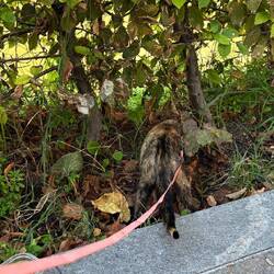 Birdie entdeckt Ljubljana