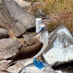 Blue-footed boobies 🥰