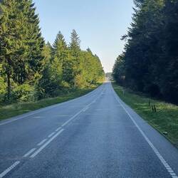 Endlose Tannenwaldallee