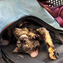 Birdie ist einfach das beste Katzi der Welt