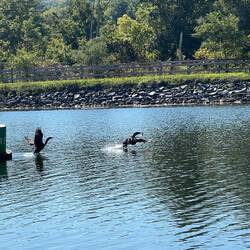 A couple of Anhingas taking flight.