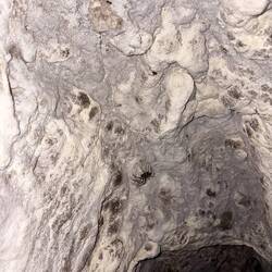 European cave spider