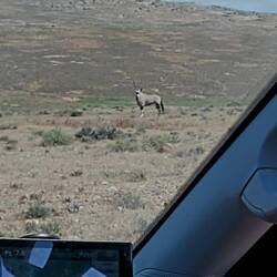 Oryx