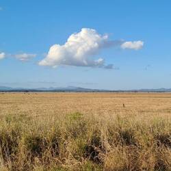 Zuckerrohr soweit das Auge reicht