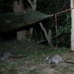 In der Nacht spielen Wallabies unter Simons Hängematte